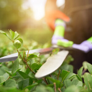 JARDINERÍA